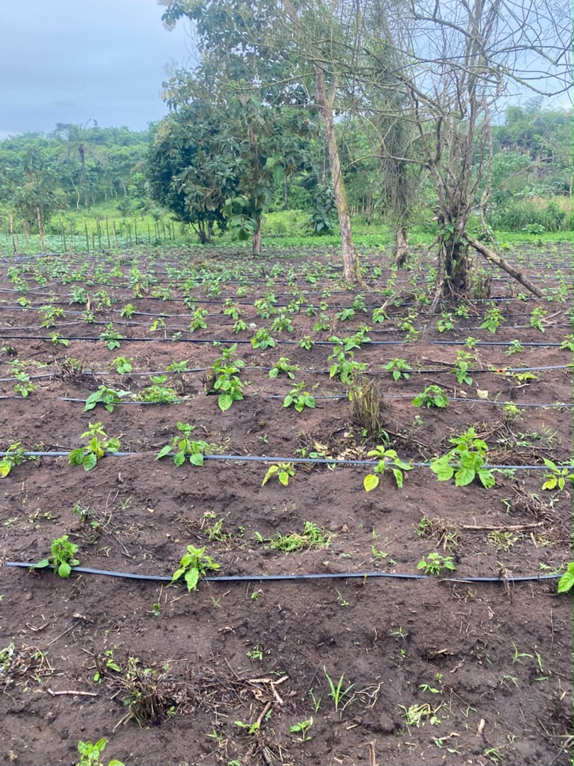 Young plants in field rows alongside drip irrigation lines