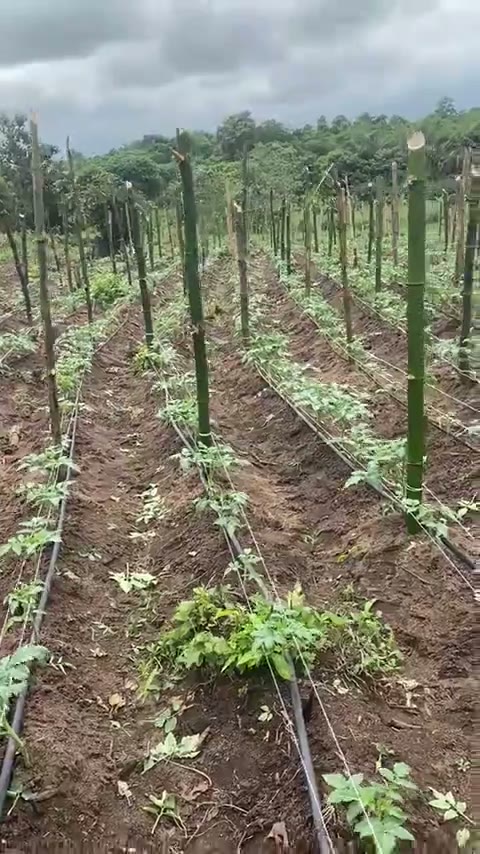 Rows of young plants with stakes, support lines and drip irrigation