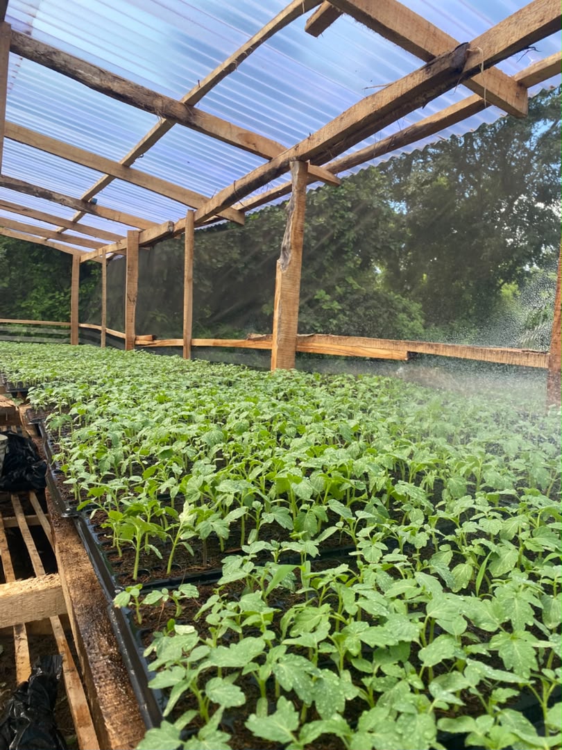 Trays of leafy seedlings being watered under the nursery roof
