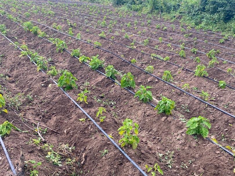 Young tomato plants in field rows with drip irrigation after transplanting and maintenance work