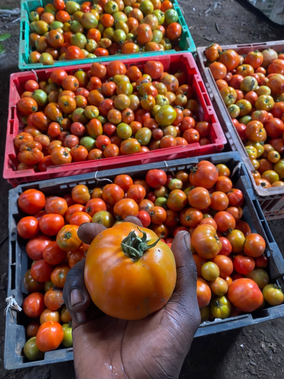 A freshly harvested tomato held above crates of tomatoes